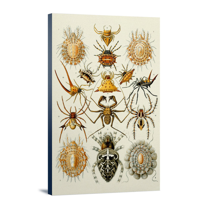 Art Forms of Nature, Arachnida (Spiders), Ernst Haeckel Artwork, Stretched Canvas Canvas Lantern Press 12x18 Stretched Canvas 