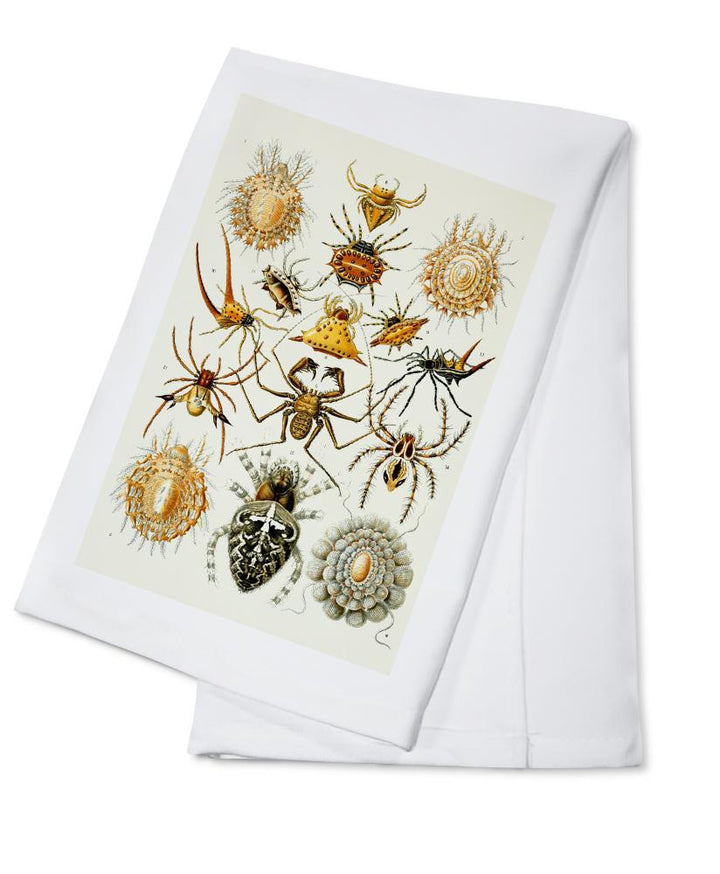 Art Forms of Nature, Arachnida (Spiders), Ernst Haeckel Artwork, Towels and Aprons Kitchen Lantern Press 