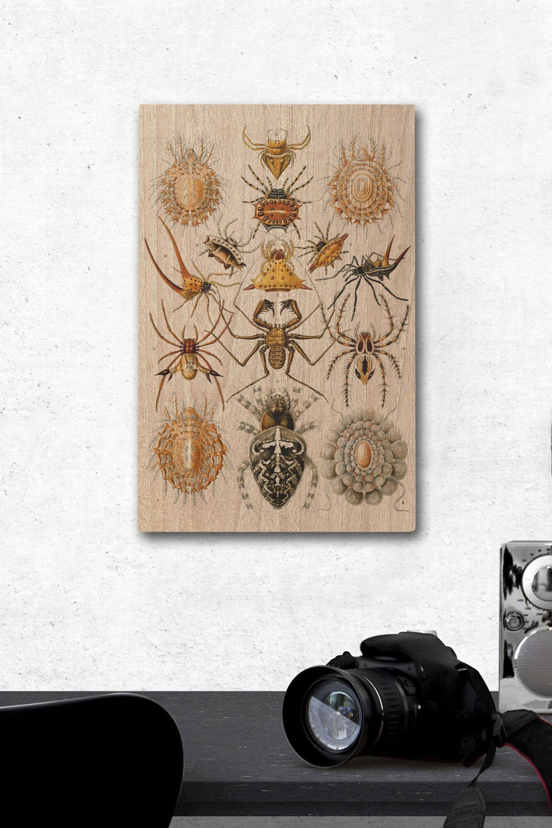Art Forms of Nature, Arachnida (Spiders), Ernst Haeckel Artwork, Wood Signs and Postcards Wood Lantern Press 12 x 18 Wood Gallery Print 