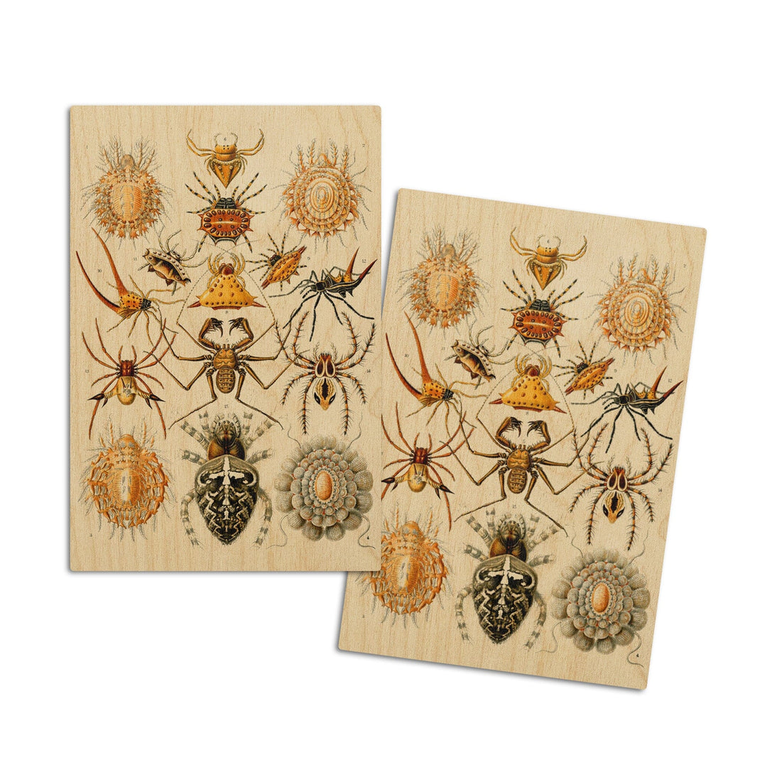 Art Forms of Nature, Arachnida (Spiders), Ernst Haeckel Artwork, Wood Signs and Postcards Wood Lantern Press 4x6 Wood Postcard Set 