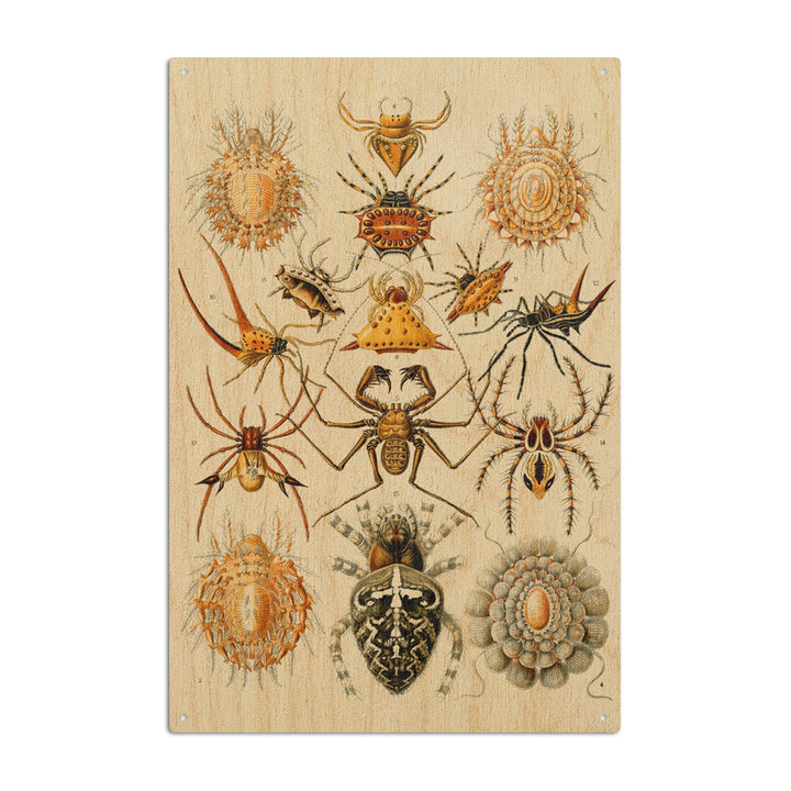 Art Forms of Nature, Arachnida (Spiders), Ernst Haeckel Artwork, Wood Signs and Postcards Wood Lantern Press 6x9 Wood Sign 