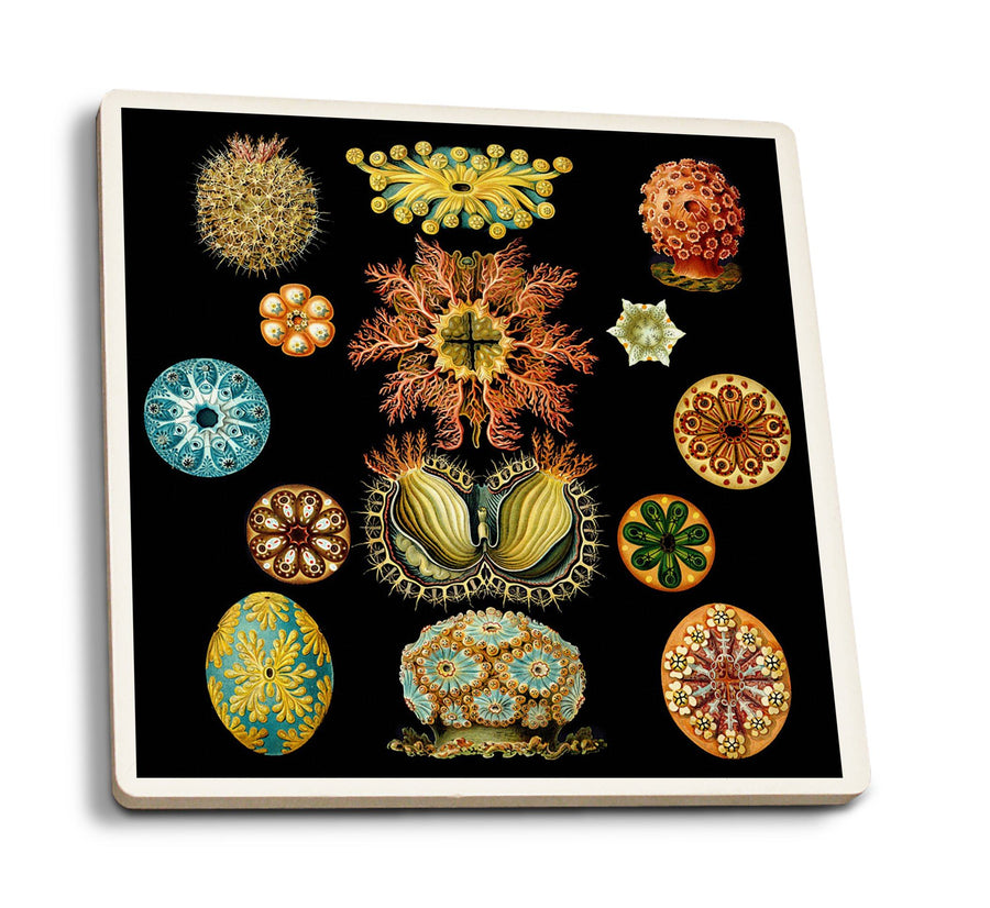 Art Forms of Nature, Ascidiae, Ernst Haeckel Artwork, Coaster Set Coasters Lantern Press 