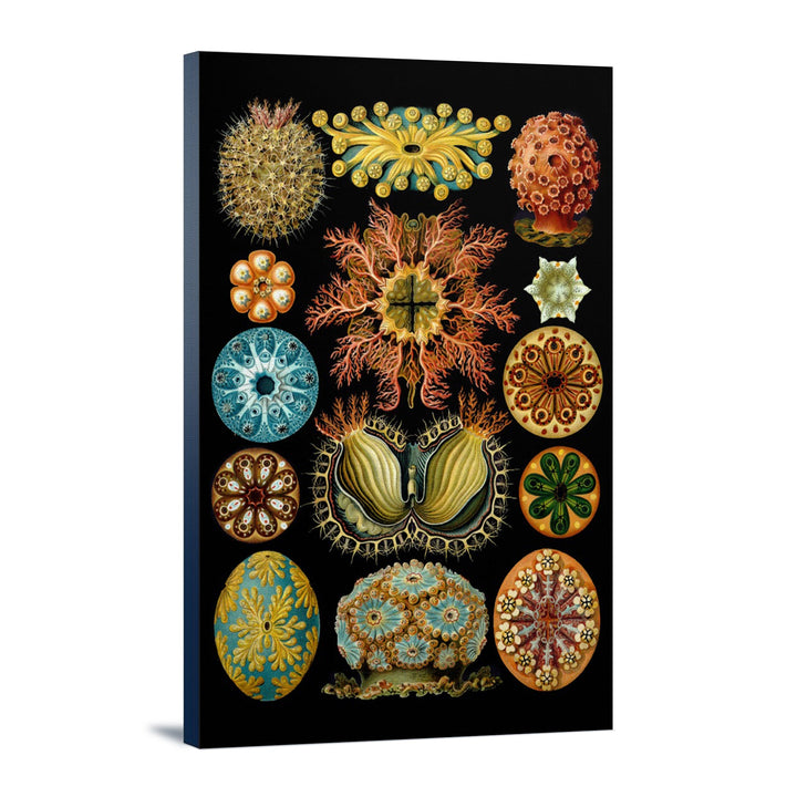 Art Forms of Nature, Ascidiae, Ernst Haeckel Artwork, Stretched Canvas Canvas Lantern Press 12x18 Stretched Canvas 