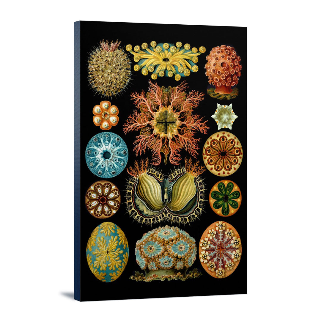 Art Forms of Nature, Ascidiae, Ernst Haeckel Artwork, Stretched Canvas Canvas Lantern Press 16x24 Stretched Canvas 