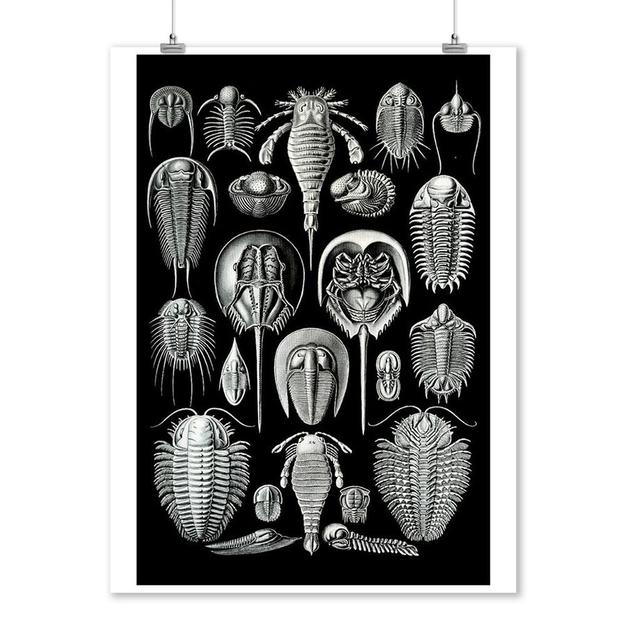 Art Forms of Nature, Aspidonia (Horseshoe Crabs), Ernst Haeckel Artwork, Art Prints and Metal Signs Art Lantern Press 