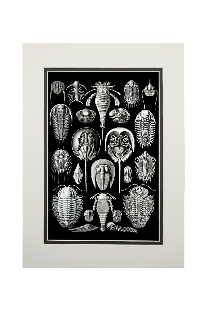 Art Forms of Nature, Aspidonia (Horseshoe Crabs), Ernst Haeckel Artwork, Art Prints and Metal Signs Art Lantern Press 