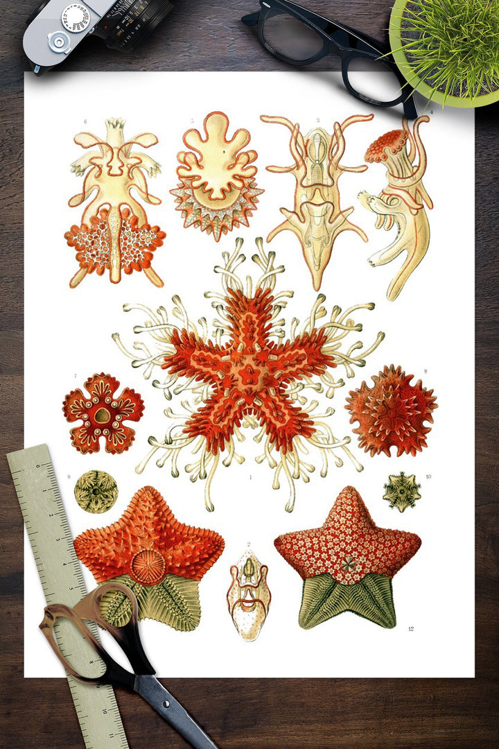 Art Forms of Nature, Asteridea, Ernst Haeckel Artwork, Art Prints and Metal Signs Art Lantern Press 
