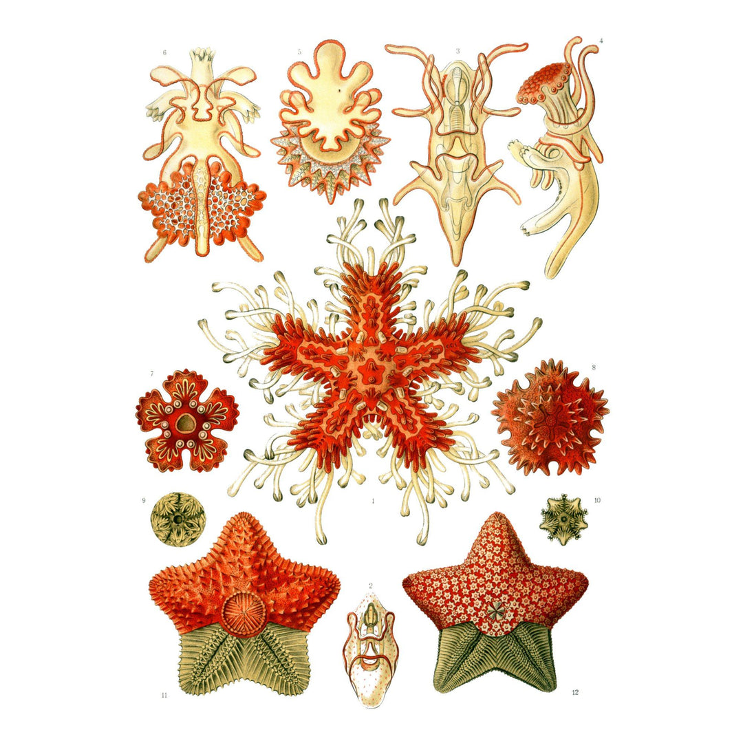 Art Forms of Nature, Asteridea, Ernst Haeckel Artwork, Art Prints and Metal Signs Art Lantern Press 