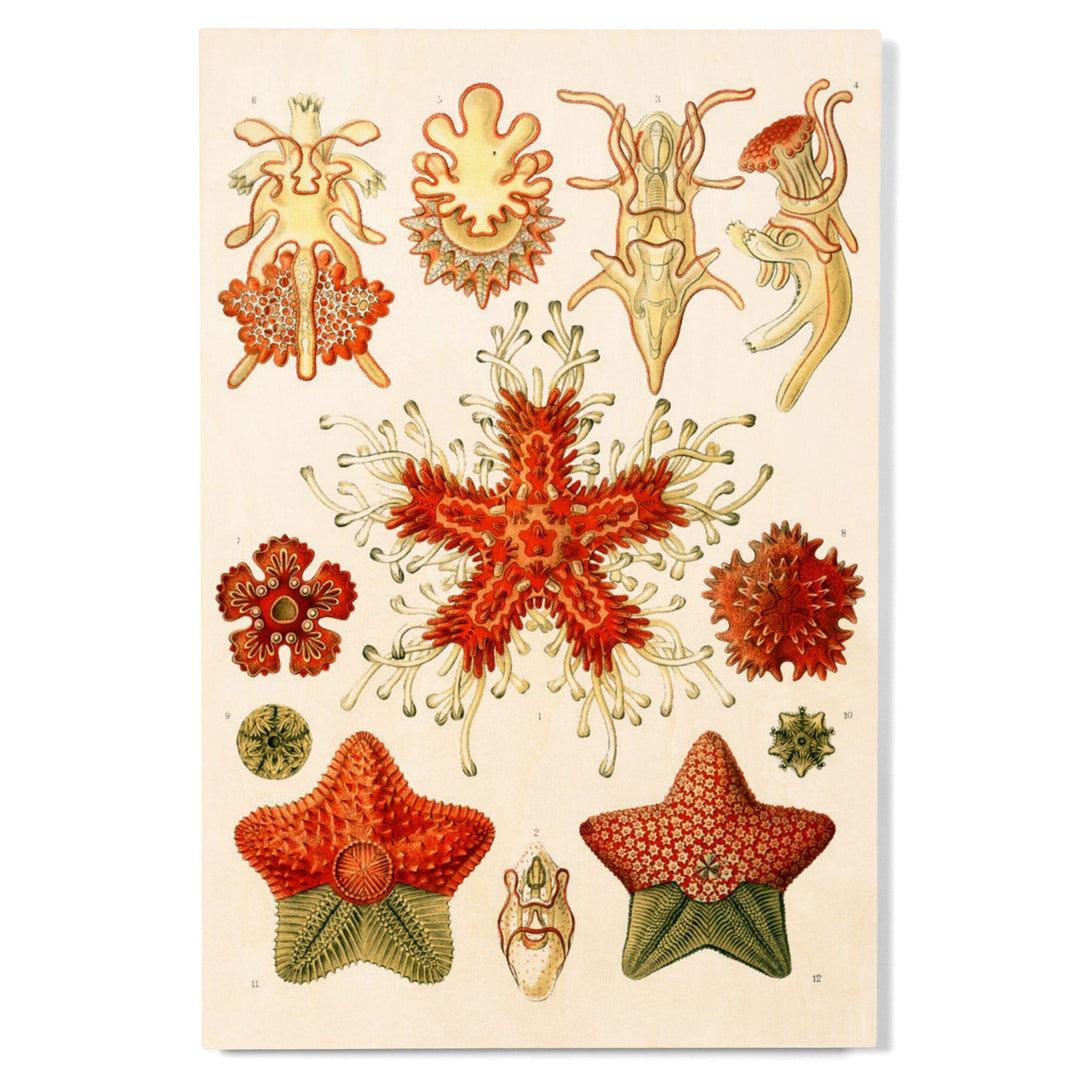 Art Forms of Nature, Asteridea, Ernst Haeckel Artwork, Wood Signs and Postcards Wood Lantern Press 