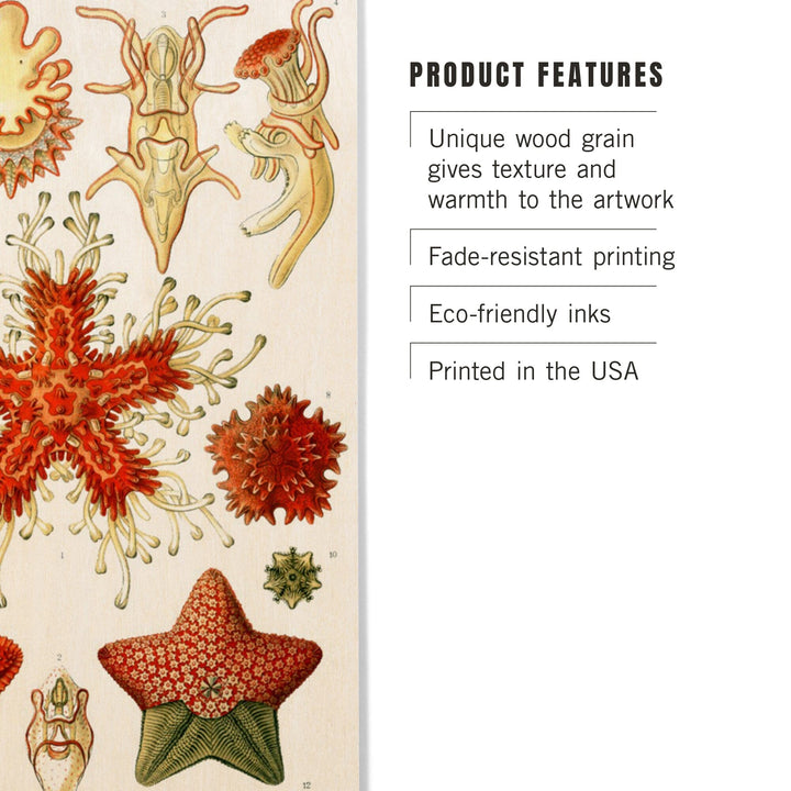 Art Forms of Nature, Asteridea, Ernst Haeckel Artwork, Wood Signs and Postcards Wood Lantern Press 