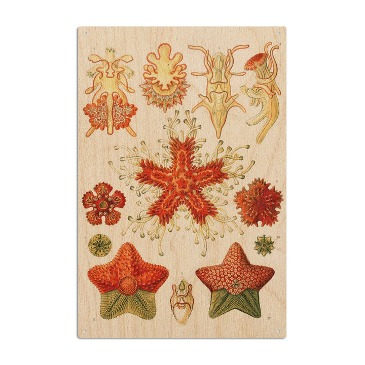 Art Forms of Nature, Asteridea, Ernst Haeckel Artwork, Wood Signs and Postcards Wood Lantern Press 6x9 Wood Sign 