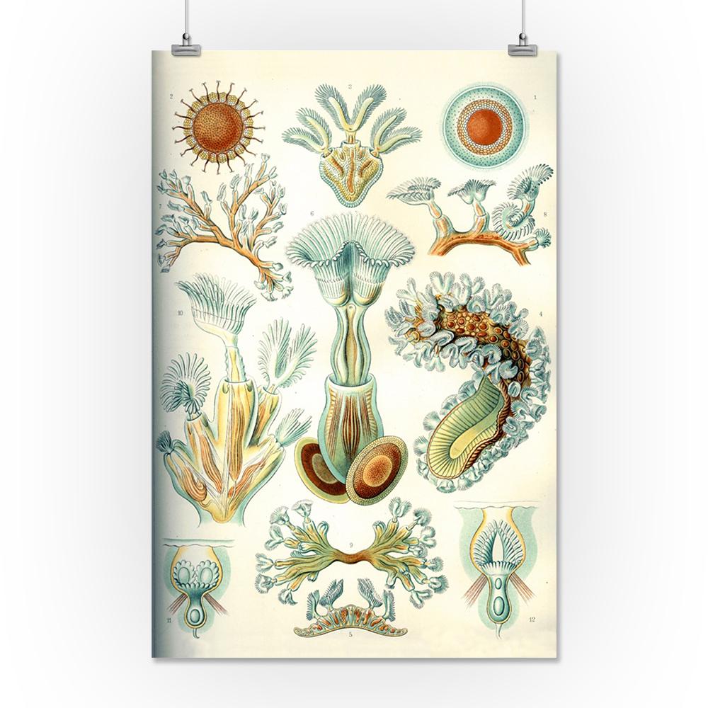 Art Forms of Nature, Bryozoa (light), Ernst Haeckel Artwork, Art Prints and Metal Signs Art Lantern Press 