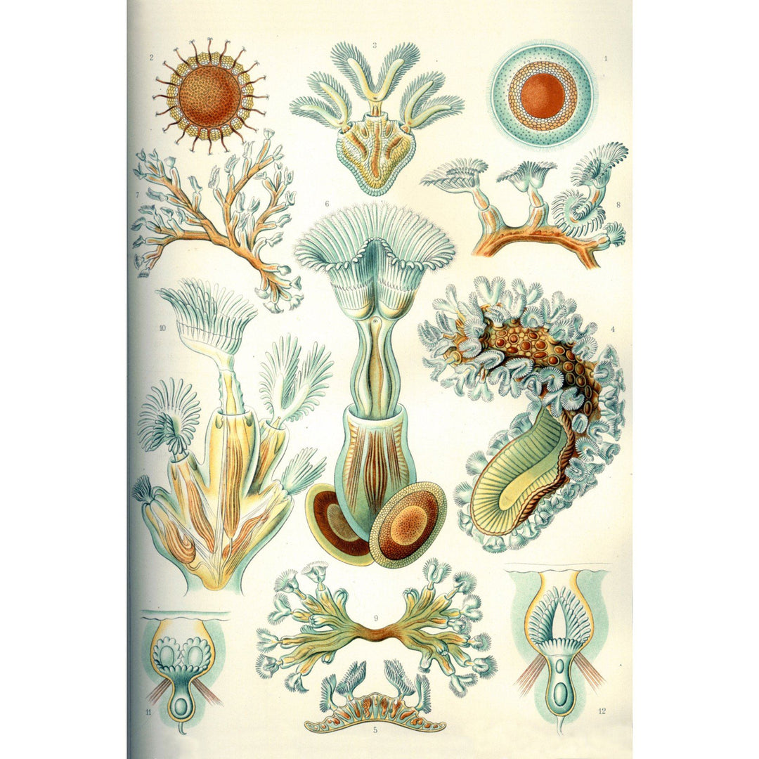 Art Forms of Nature, Bryozoa (light), Ernst Haeckel Artwork, Art Prints and Metal Signs Art Lantern Press 