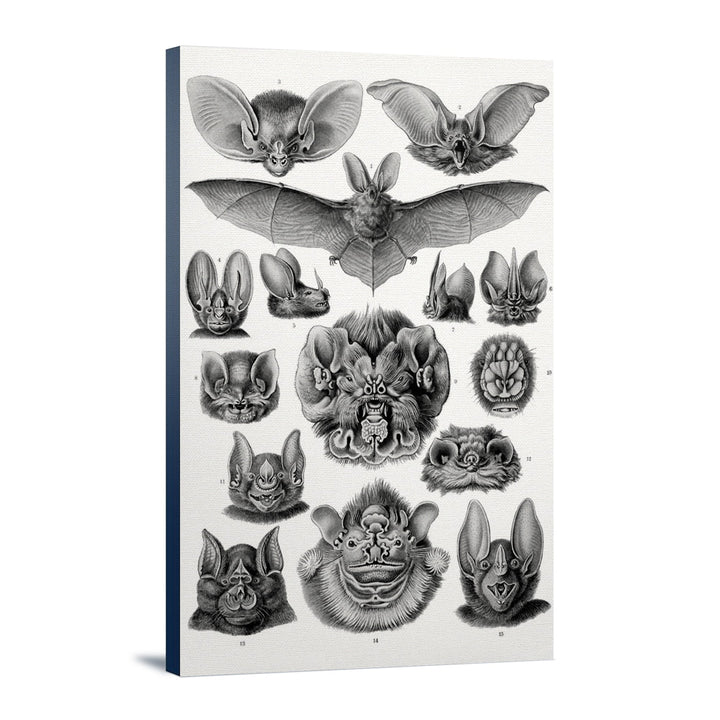 Art Forms of Nature, Chiroptera (Bats), Ernst Haeckel Artwork, Stretched Canvas Canvas Lantern Press 12x18 Stretched Canvas 