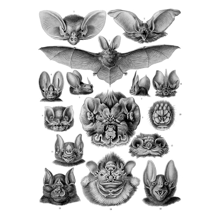 Art Forms of Nature, Chiroptera (Bats), Ernst Haeckel Artwork, Stretched Canvas Canvas Lantern Press 