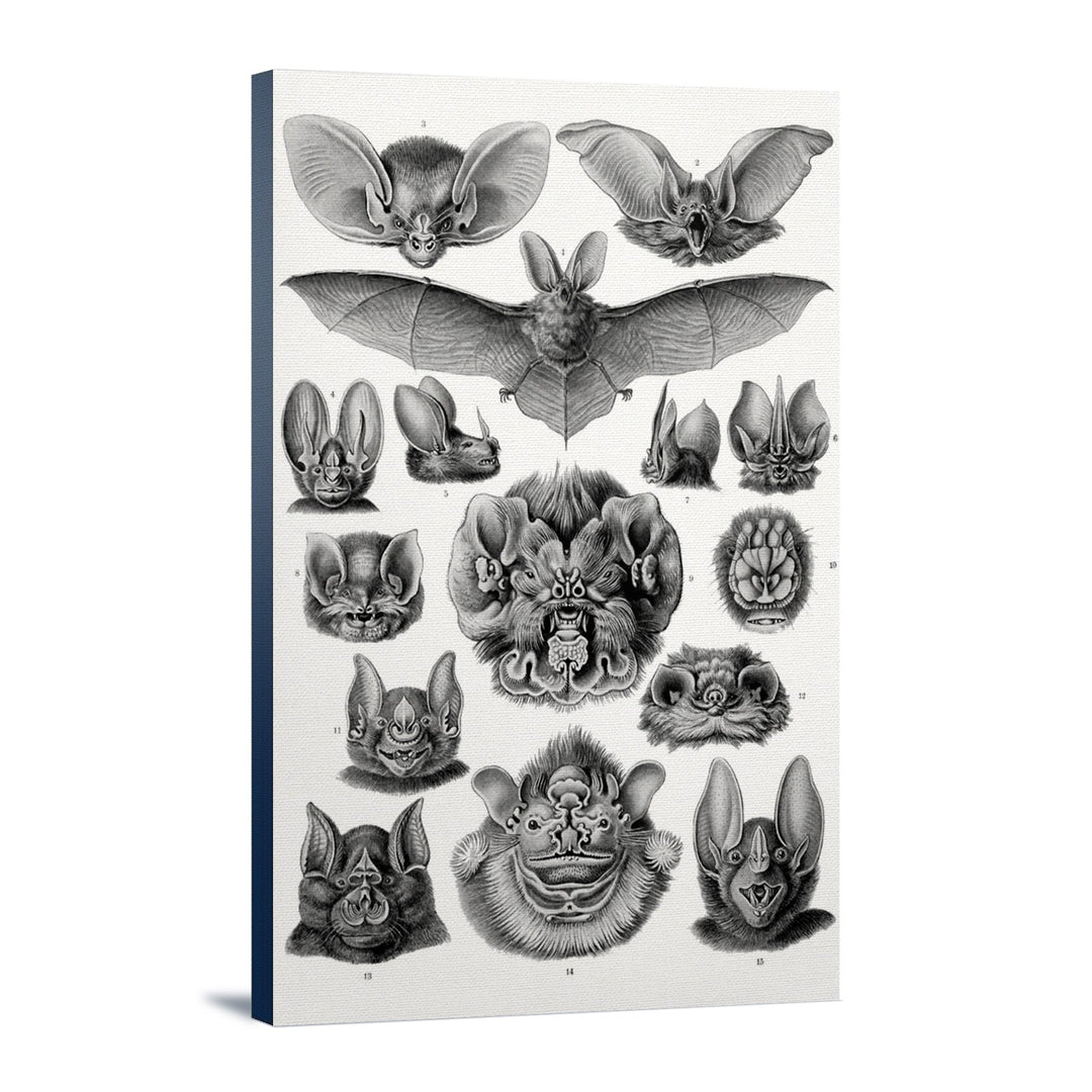 Art Forms of Nature, Chiroptera (Bats), Ernst Haeckel Artwork, Stretched Canvas Canvas Lantern Press 