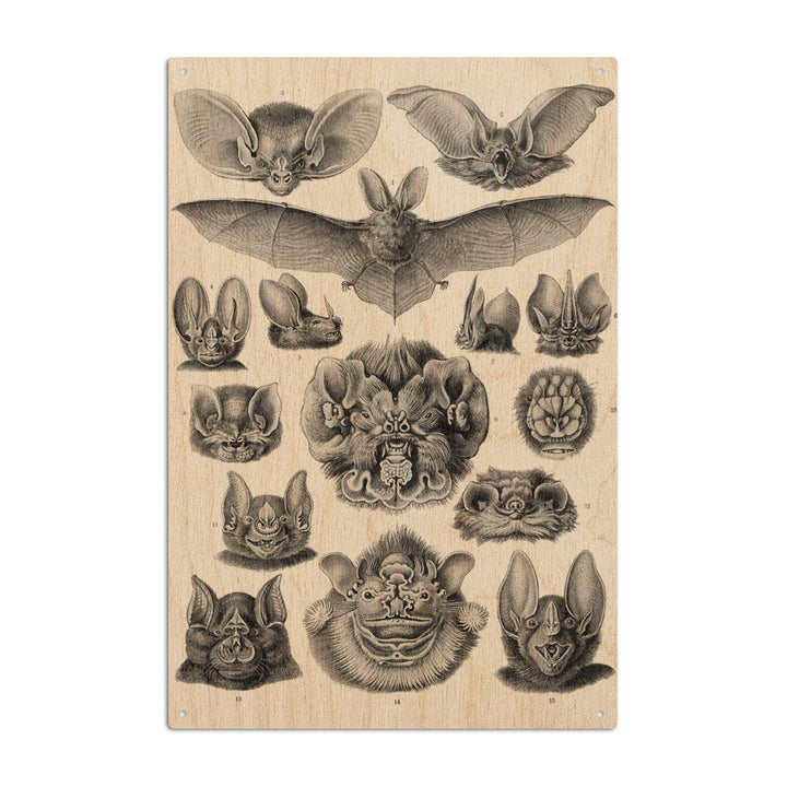 Art Forms of Nature, Chiroptera (Bats), Ernst Haeckel Artwork, Wood Signs and Postcards Wood Lantern Press 10 x 15 Wood Sign 