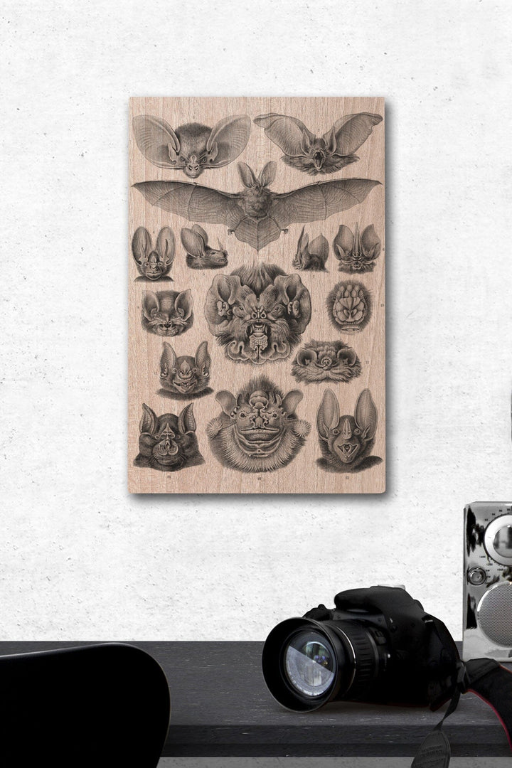 Art Forms of Nature, Chiroptera (Bats), Ernst Haeckel Artwork, Wood Signs and Postcards Wood Lantern Press 12 x 18 Wood Gallery Print 