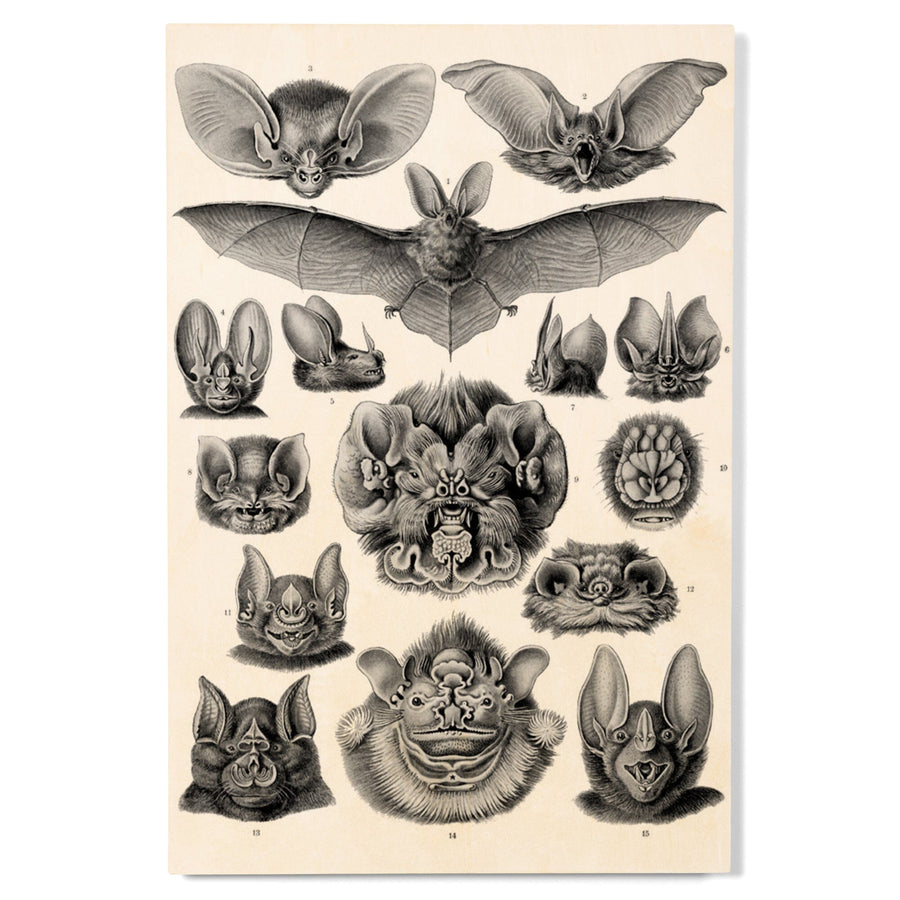 Art Forms of Nature, Chiroptera (Bats), Ernst Haeckel Artwork, Wood Signs and Postcards Wood Lantern Press 