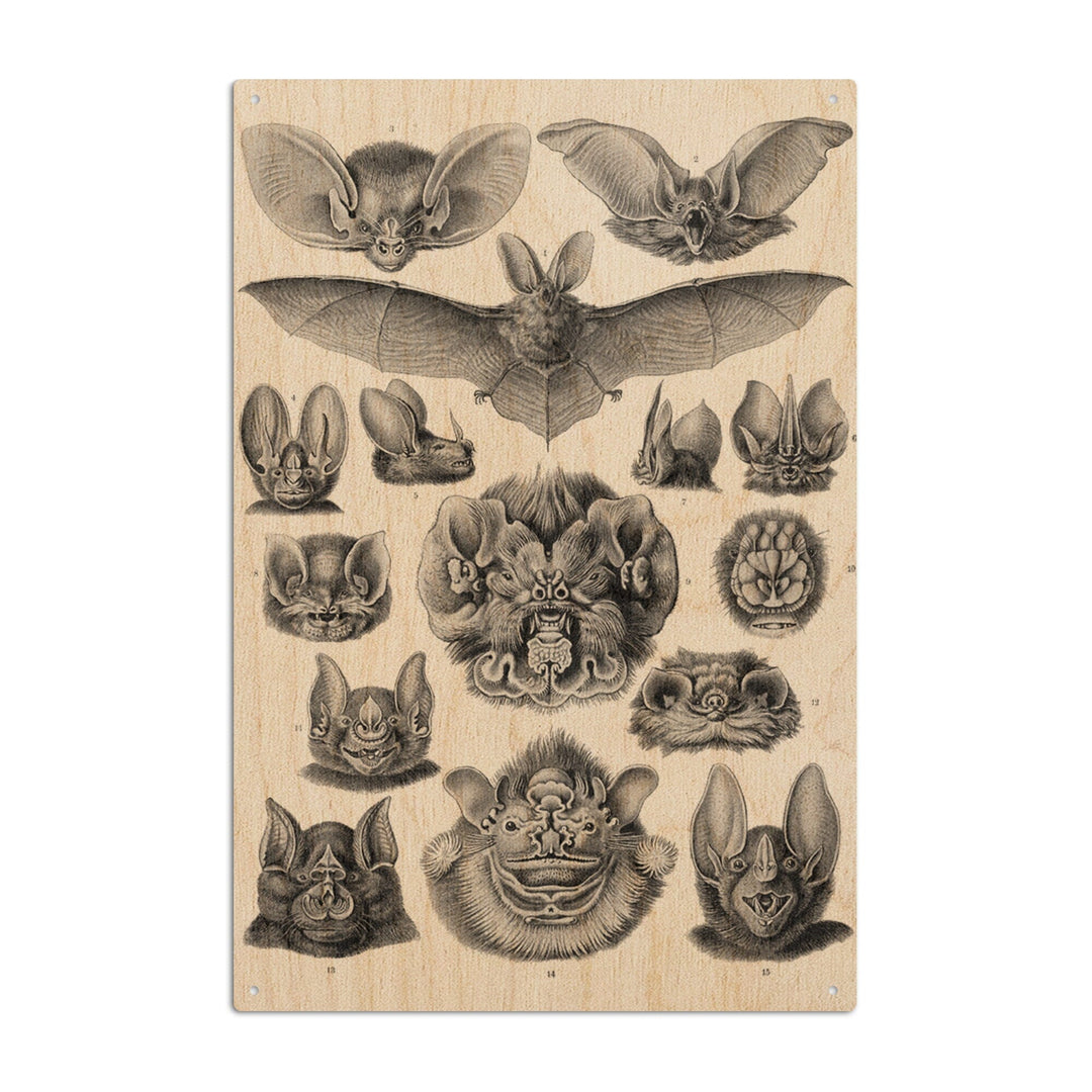 Art Forms of Nature, Chiroptera (Bats), Ernst Haeckel Artwork, Wood Signs and Postcards Wood Lantern Press 6x9 Wood Sign 