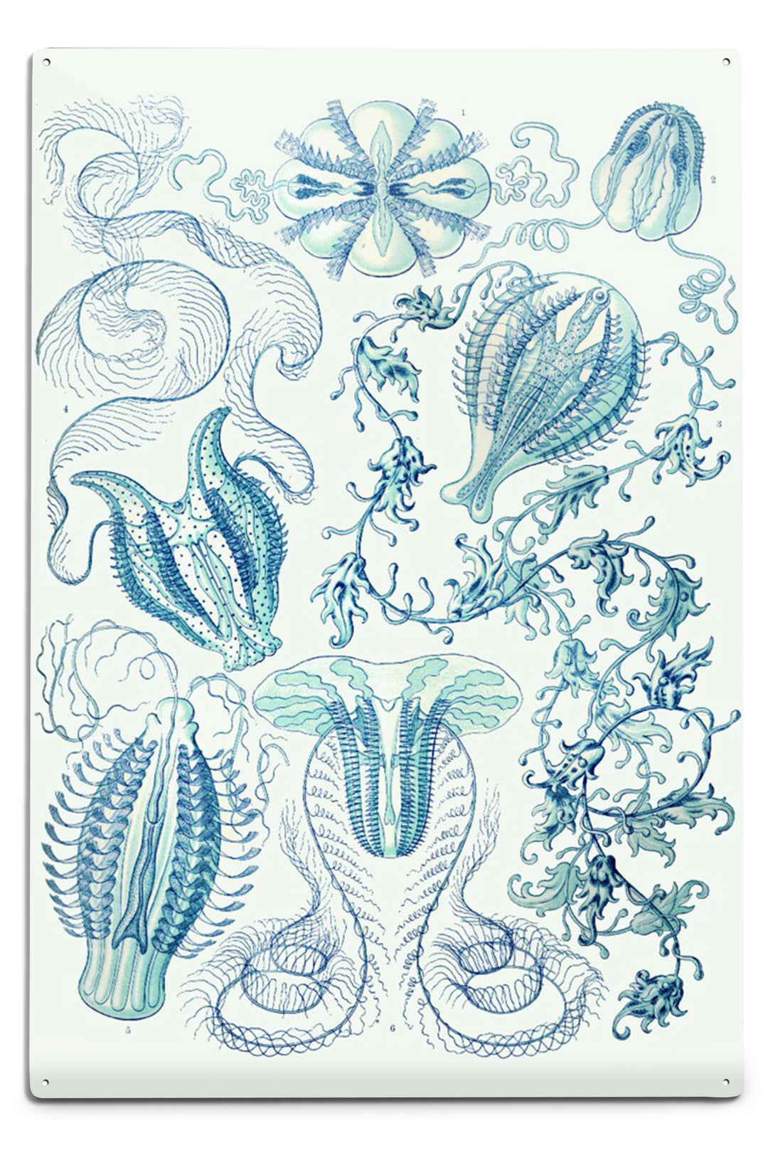 Art Forms of Nature, Ctenophorae, Ernst Haeckel Artwork, Art Prints and Metal Signs Art Lantern Press 