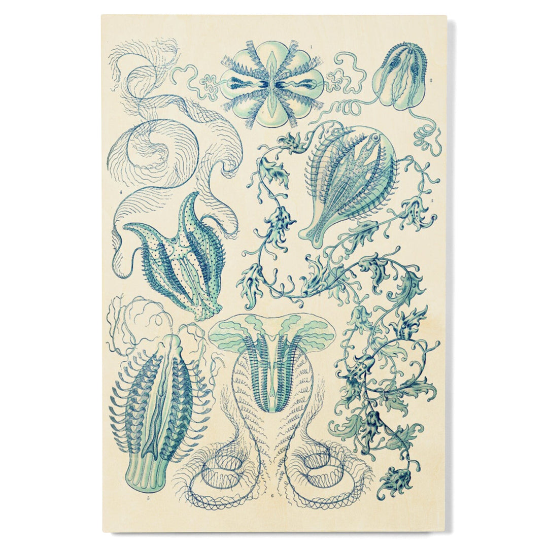 Art Forms of Nature, Ctenophorae, Ernst Haeckel Artwork, Wood Signs and Postcards Wood Lantern Press 