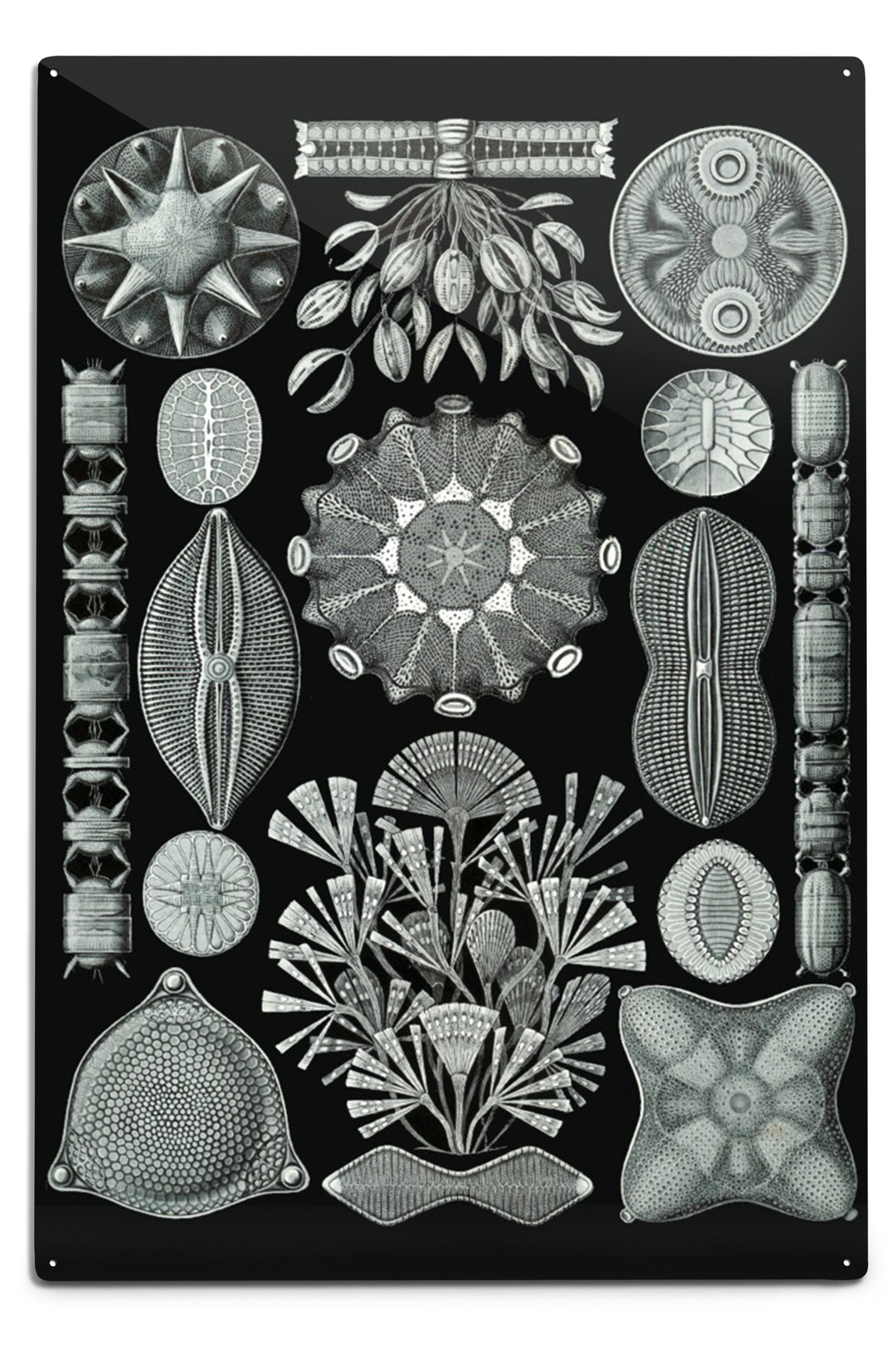 Art Forms of Nature, Diatomea, Ernst Haeckel Artwork, Art Prints and Metal Signs Art Lantern Press 
