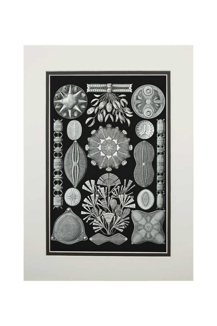 Art Forms of Nature, Diatomea, Ernst Haeckel Artwork, Art Prints and Metal Signs Art Lantern Press 