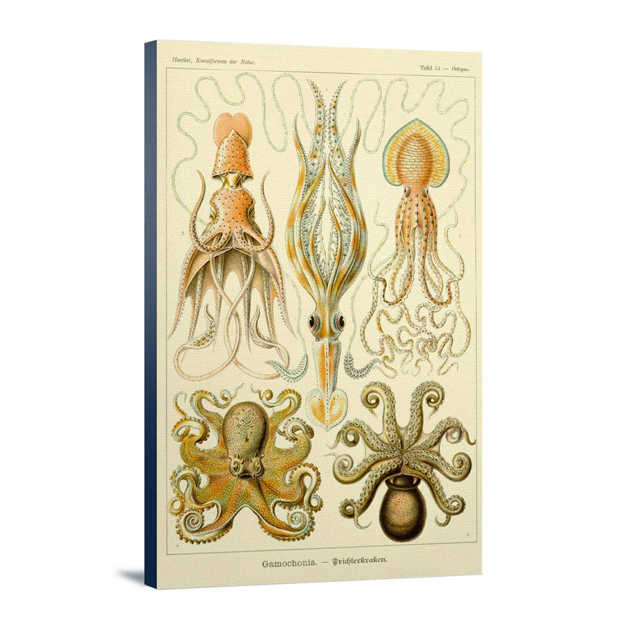 Art Forms of Nature, Gamochonia (Octopuses & Squids), Ernst Haeckel Artwork, Stretched Canvas Canvas Lantern Press 