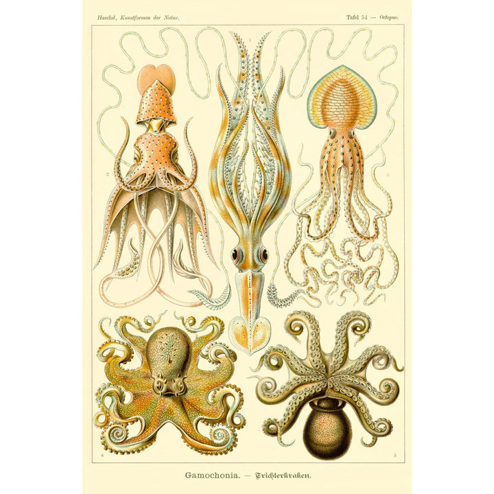 Art Forms of Nature, Gamochonia (Octopuses & Squids), Ernst Haeckel Artwork, Stretched Canvas Canvas Lantern Press 