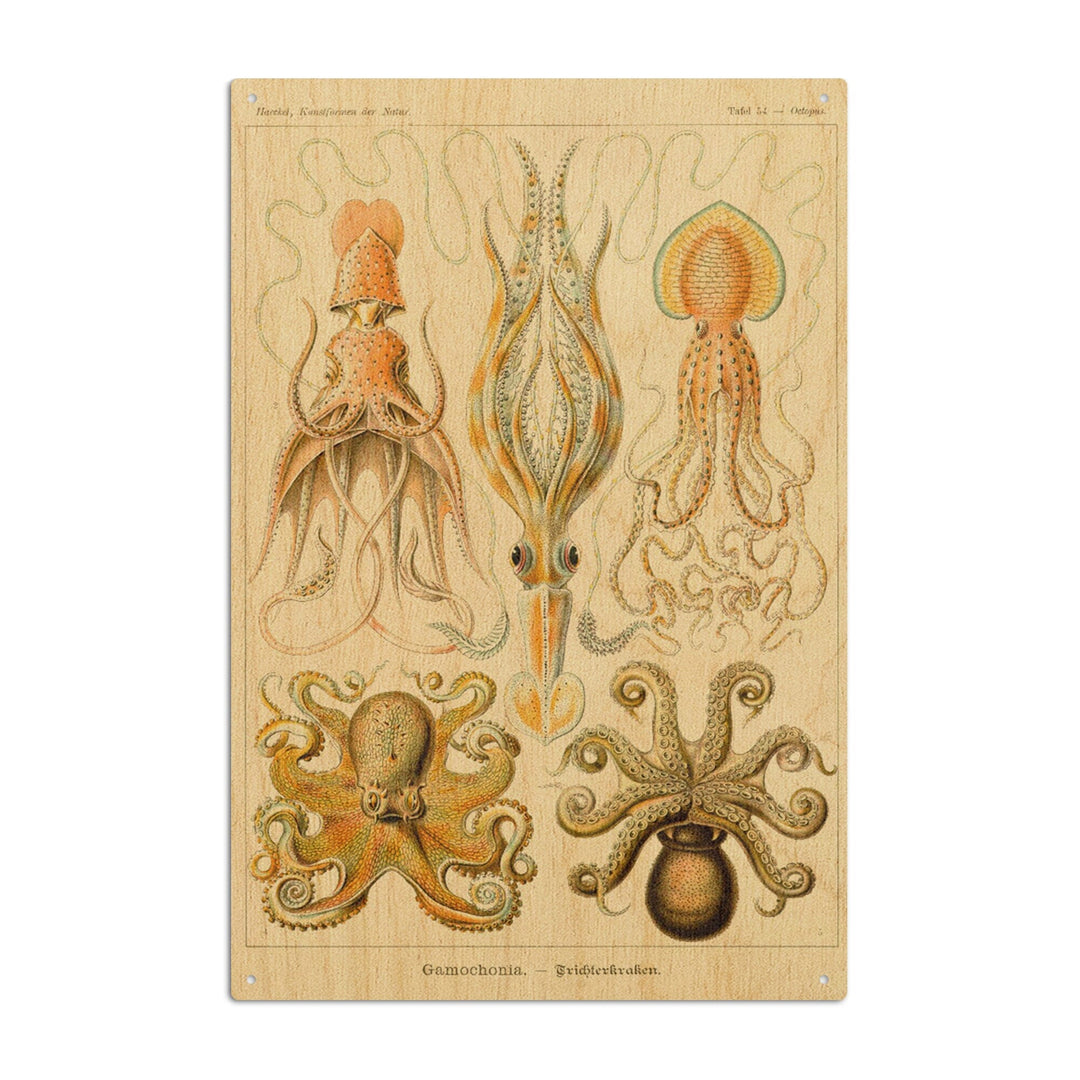 Art Forms of Nature, Gamochonia (Octopuses & Squids), Ernst Haeckel Artwork, Wood Signs and Postcards Wood Lantern Press 10 x 15 Wood Sign 