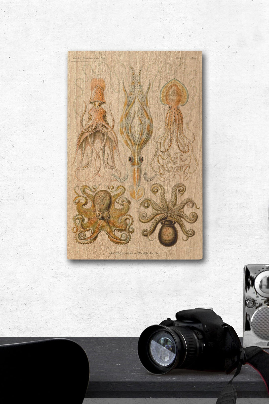 Art Forms of Nature, Gamochonia (Octopuses & Squids), Ernst Haeckel Artwork, Wood Signs and Postcards Wood Lantern Press 12 x 18 Wood Gallery Print 
