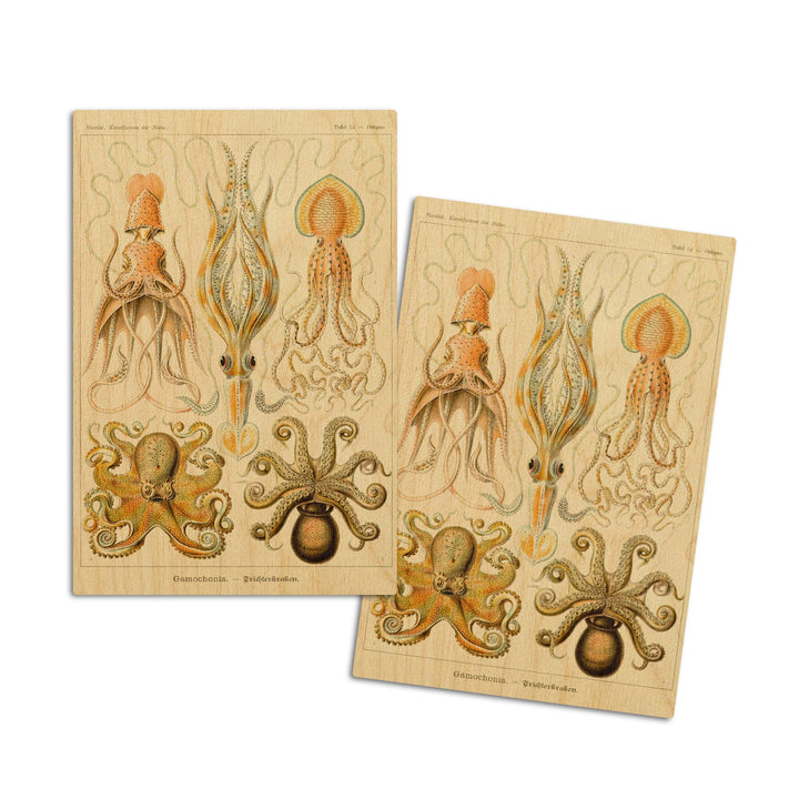 Art Forms of Nature, Gamochonia (Octopuses & Squids), Ernst Haeckel Artwork, Wood Signs and Postcards Wood Lantern Press 4x6 Wood Postcard Set 
