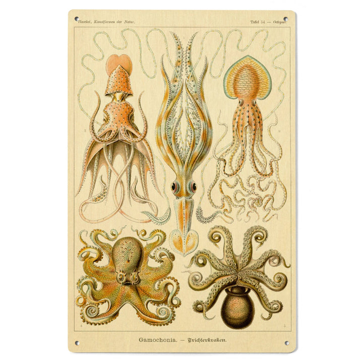 Art Forms of Nature, Gamochonia (Octopuses & Squids), Ernst Haeckel Artwork, Wood Signs and Postcards Wood Lantern Press 