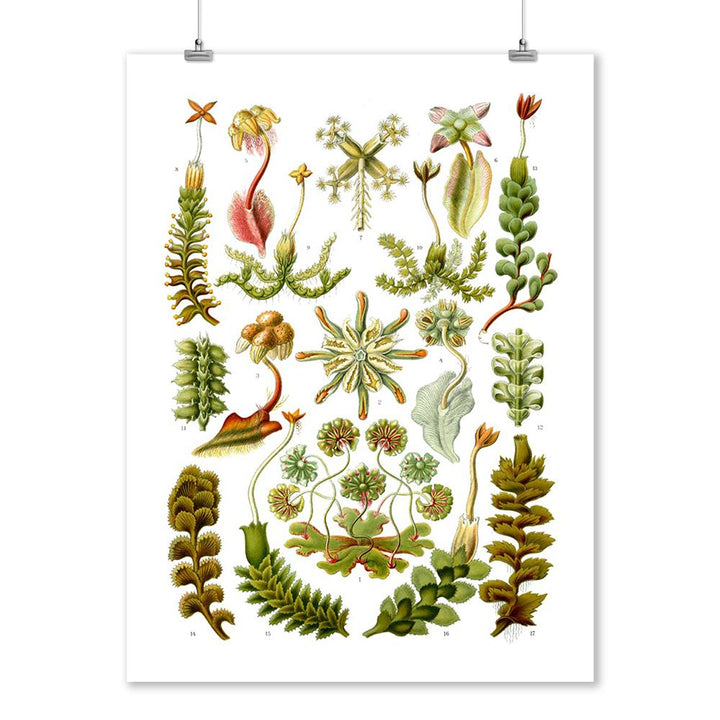 Art Forms of Nature, Hepaticae (Flowers), Ernst Haeckel Artwork, Art Prints and Metal Signs Art Lantern Press 