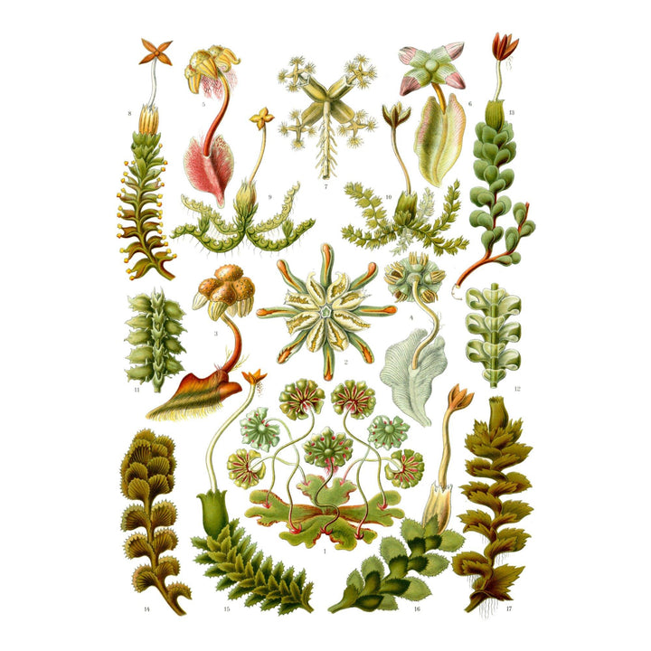 Art Forms of Nature, Hepaticae (Flowers), Ernst Haeckel Artwork, Art Prints and Metal Signs Art Lantern Press 