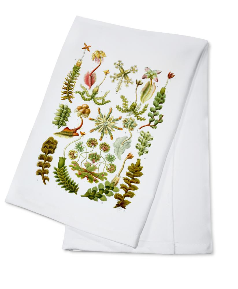 Art Forms of Nature, Hepaticae (Flowers), Ernst Haeckel Artwork, Towels and Aprons Kitchen Lantern Press Cotton Towel 