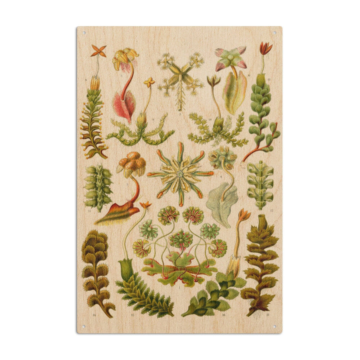 Art Forms of Nature, Hepaticae (Flowers), Ernst Haeckel Artwork, Wood Signs and Postcards Wood Lantern Press 10 x 15 Wood Sign 