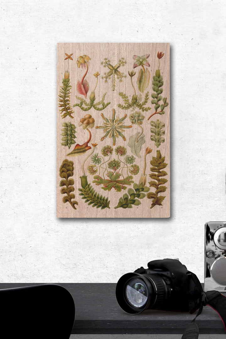 Art Forms of Nature, Hepaticae (Flowers), Ernst Haeckel Artwork, Wood Signs and Postcards Wood Lantern Press 12 x 18 Wood Gallery Print 