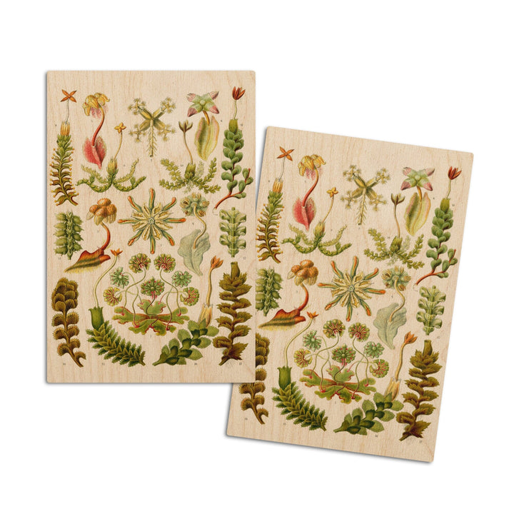 Art Forms of Nature, Hepaticae (Flowers), Ernst Haeckel Artwork, Wood Signs and Postcards Wood Lantern Press 4x6 Wood Postcard Set 