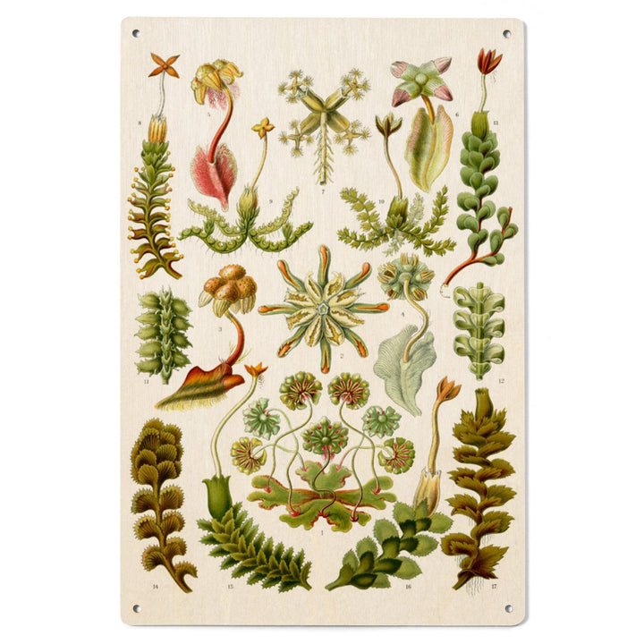 Art Forms of Nature, Hepaticae (Flowers), Ernst Haeckel Artwork, Wood Signs and Postcards Wood Lantern Press 