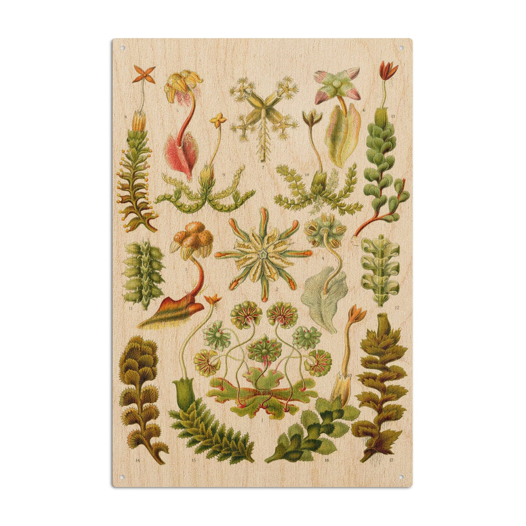 Art Forms of Nature, Hepaticae (Flowers), Ernst Haeckel Artwork, Wood Signs and Postcards Wood Lantern Press 6x9 Wood Sign 