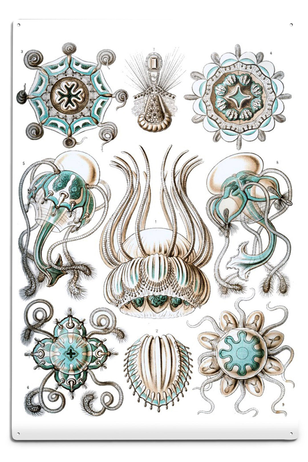 Art Forms of Nature, Narcomedusae, Ernst Haeckel Artwork, Art Prints and Metal Signs Art Lantern Press 