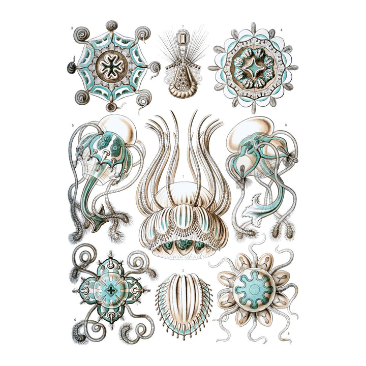 Art Forms of Nature, Narcomedusae, Ernst Haeckel Artwork, Towels and Aprons Kitchen Lantern Press 