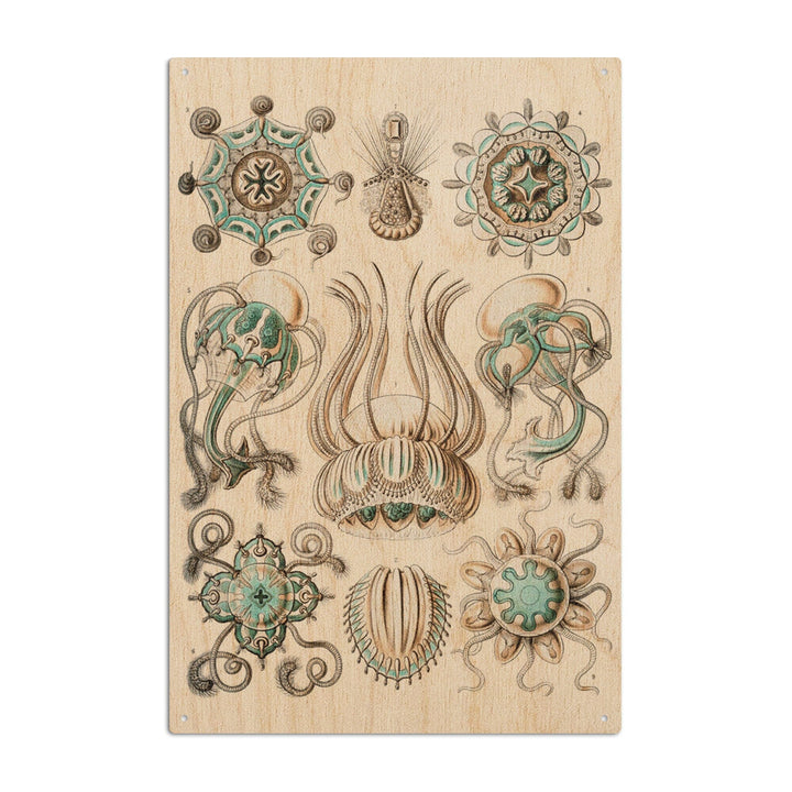 Art Forms of Nature, Narcomedusae, Ernst Haeckel Artwork, Wood Signs and Postcards Wood Lantern Press 10 x 15 Wood Sign 