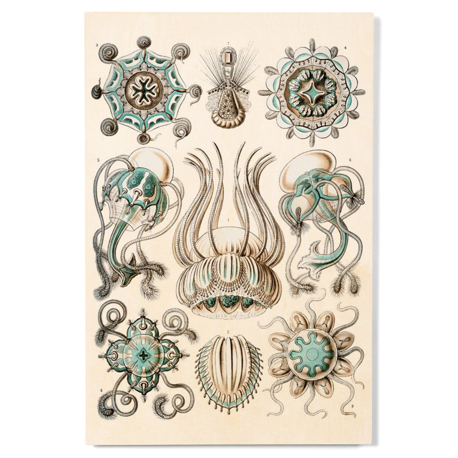 Art Forms of Nature, Narcomedusae, Ernst Haeckel Artwork, Wood Signs and Postcards Wood Lantern Press 