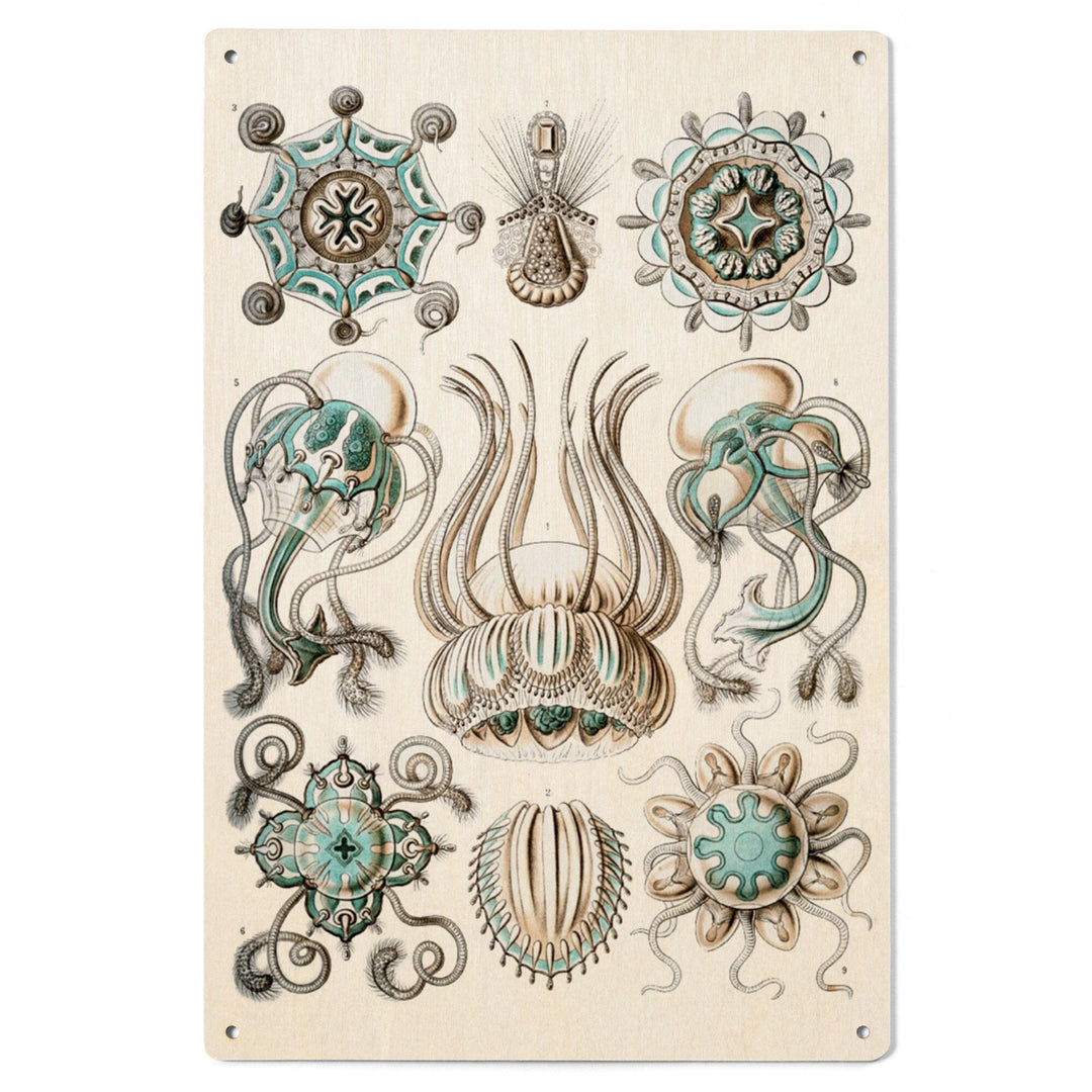 Art Forms of Nature, Narcomedusae, Ernst Haeckel Artwork, Wood Signs and Postcards Wood Lantern Press 