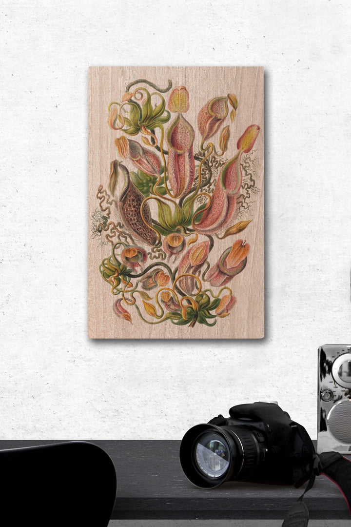 Art Forms of Nature, Nepenthaceae (Plant), Ernst Haeckel Artwork, Wood Signs and Postcards Wood Lantern Press 12 x 18 Wood Gallery Print 