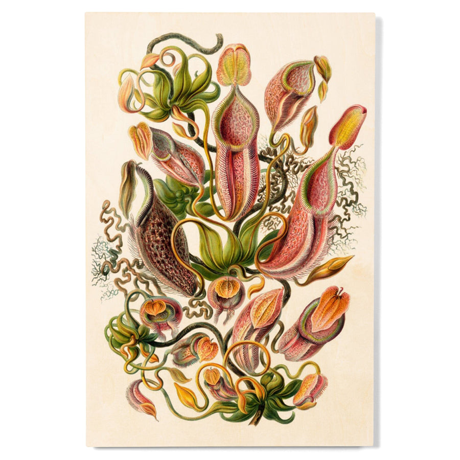 Art Forms of Nature, Nepenthaceae (Plant), Ernst Haeckel Artwork, Wood Signs and Postcards Wood Lantern Press 