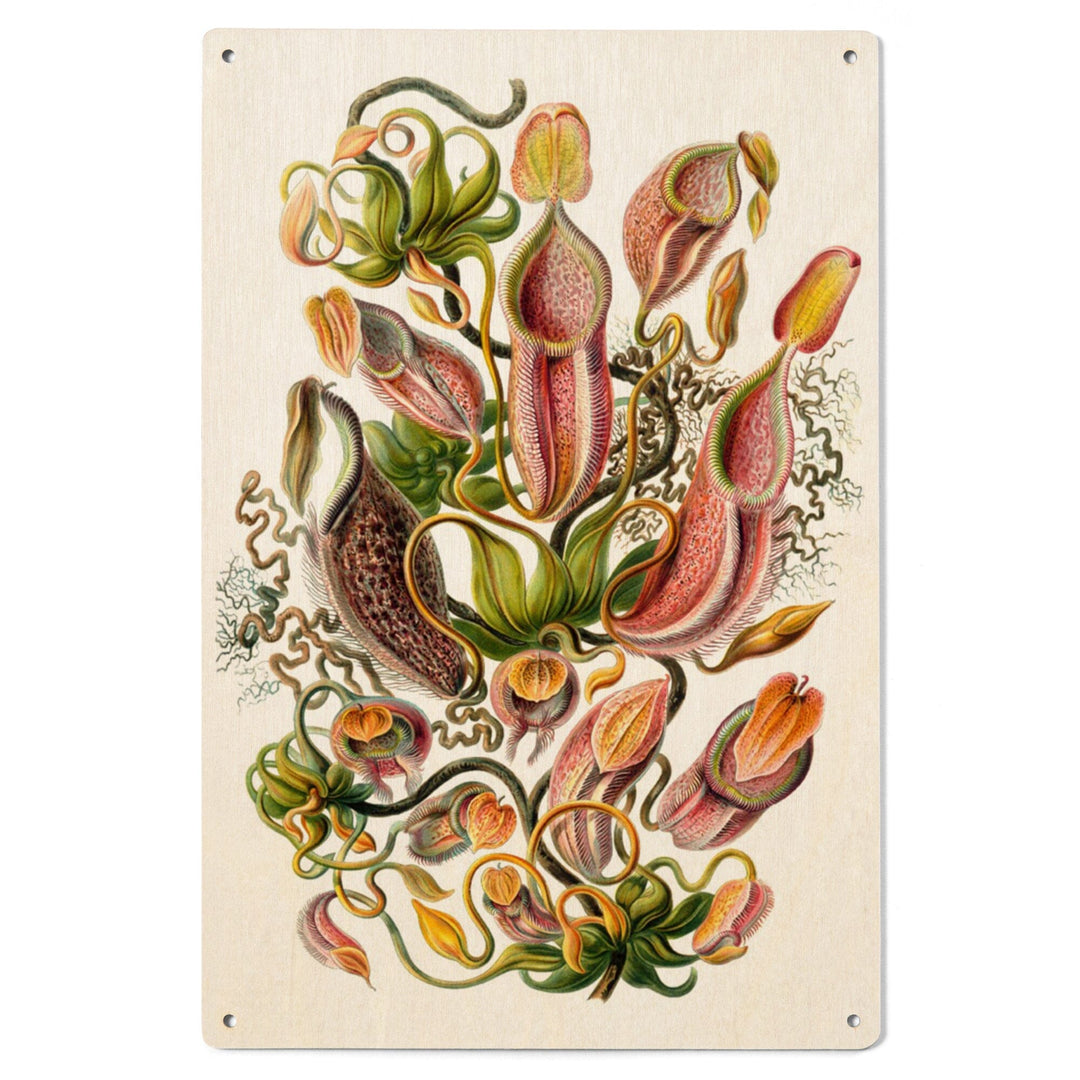 Art Forms of Nature, Nepenthaceae (Plant), Ernst Haeckel Artwork, Wood Signs and Postcards Wood Lantern Press 